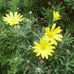 Euryops pectinatus 花