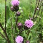 Cirsium arvenseFlower