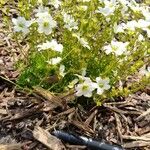 Saxifraga hypnoides Folha