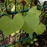 Ipomoea alba Blatt