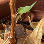 Ficus ingens Bark