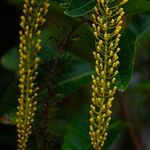 Lophanthera lactescens Flor