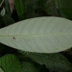 Psychotria psychotriifolia Leaf