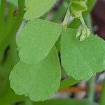 Medicago coronata برگ