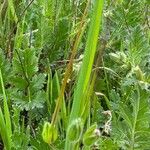 Erodium botrys Fruto