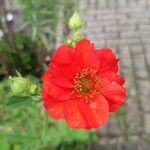 Geum coccineumFlors