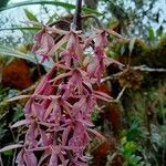 Epidendrum klotzscheanum Flower