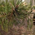 Pinus virginiana Leaf