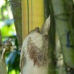 Bambusa vulgaris Кора