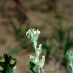 Linaria arenaria Övriga