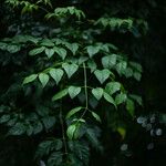 Millingtonia hortensis Leaf