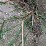 Polypogon viridis Blatt