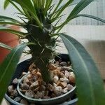 Pachypodium lamereiКора