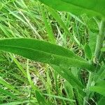 Anchusa officinalis Leaf