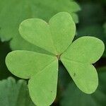 Oxalis incarnata Leaf