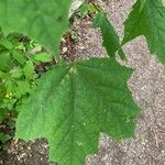 Acer saccharum Frunză