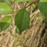 Ulmus carpinifolia Feuille