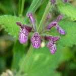 Stachys sylvatica Blomst