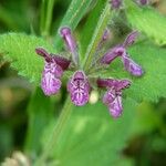 Stachys sylvatica Цвят