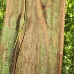 Lecointea amazonica Bark