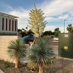 Yucca rostrata Celota