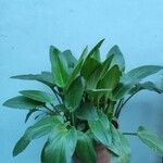 Echinodorus cordifolius Frunză