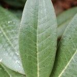 Rhododendron insigne Leaf