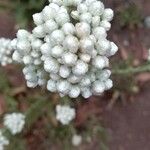 Pseudognaphalium californicum Flower