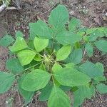 Desmodium tortuosum Blatt