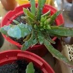 Kalanchoe laciniata ഇല