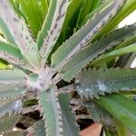 Kalanchoe serrata Leaf