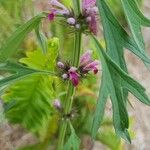 Leonurus sibiricus Flower