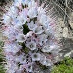 Echium hierrense Floare