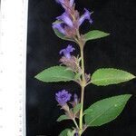 Strobilanthes tomentosa Kita