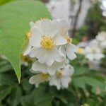 Rosa multiflora Cvet
