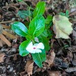 Catharanthus coriaceus Floare