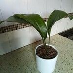 Aspidistra elatior Лист