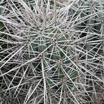 Pachycereus pringlei Leaf