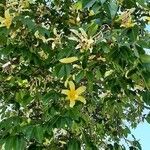 Ceiba insignis Blad