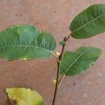 Salix hastata 整株植物