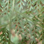 Asplenium hypomelas Blad