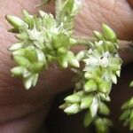 Chamissoa acuminata Flower