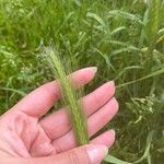 Hordeum secalinum Leht