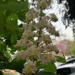 Aesculus hippocastanum花