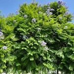 Jacaranda mimosifolia عادت داشتن