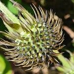 Dipsacus pinnatifidus Fruto