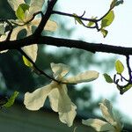 Magnolia kobus Bloem