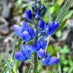 Lupinus angustifolius Fula