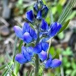 Lupinus angustifolius 花