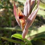 Serapias nurrica Flor